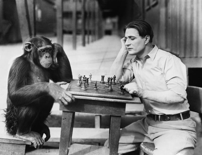 chimpanzee-chess-140205